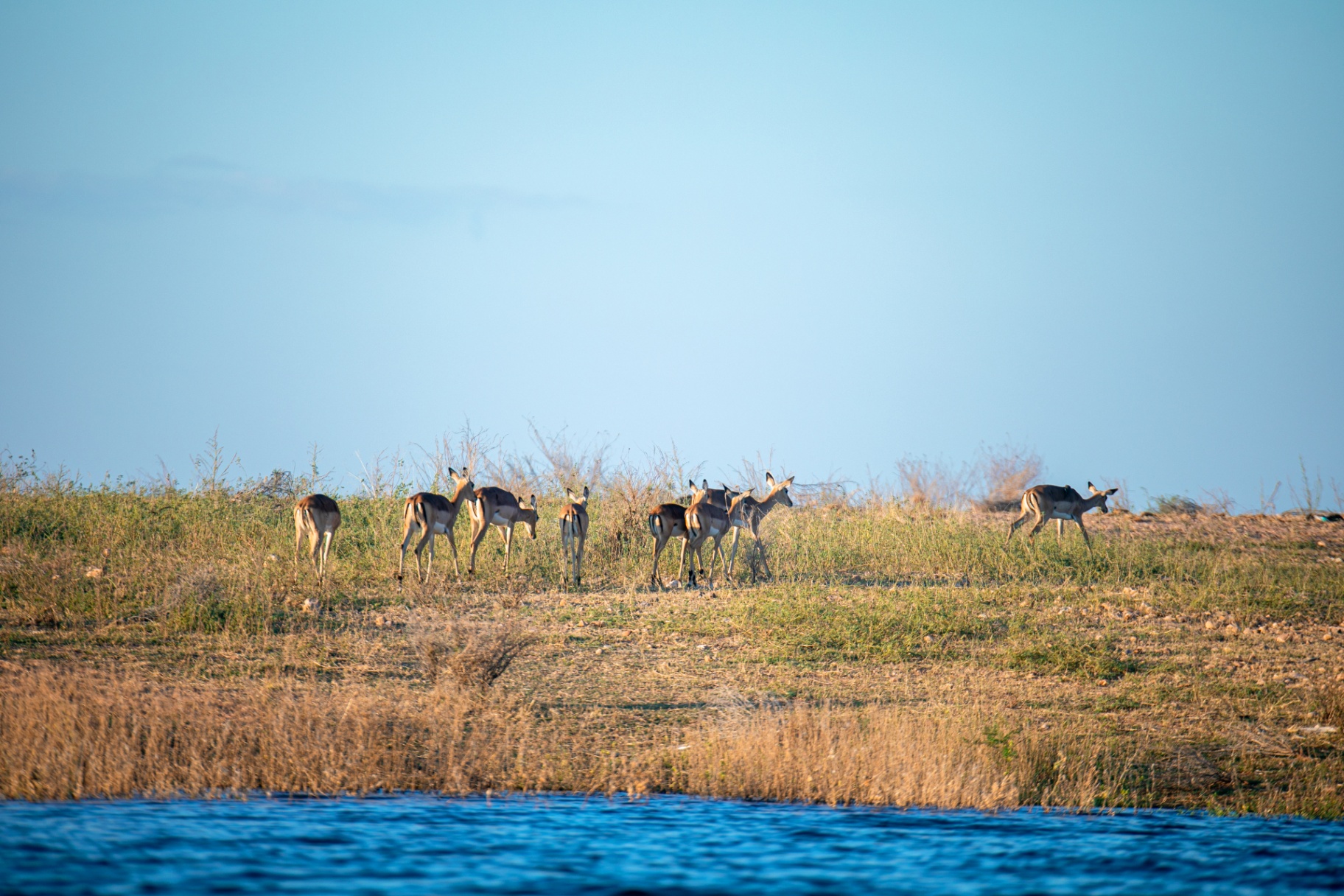 Impalas grazing along the lake