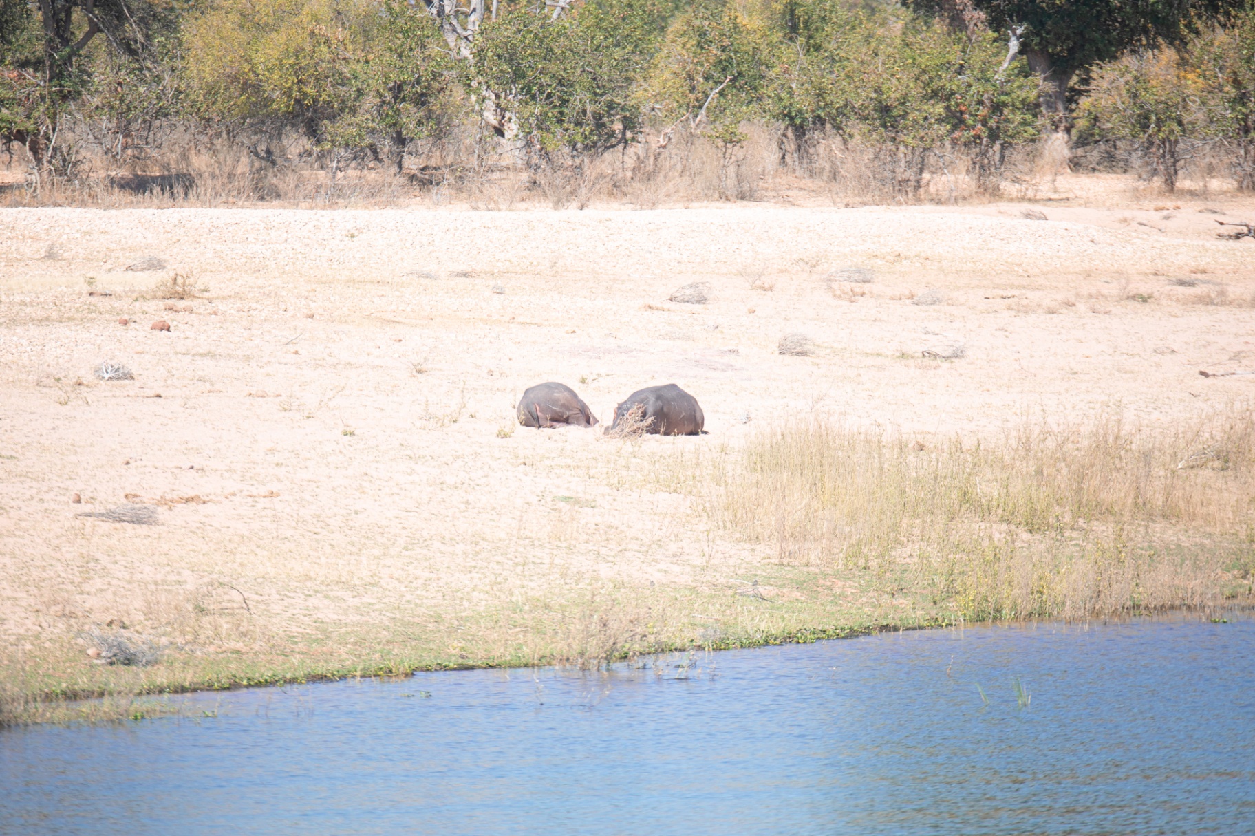 Hippos resting on the shore
