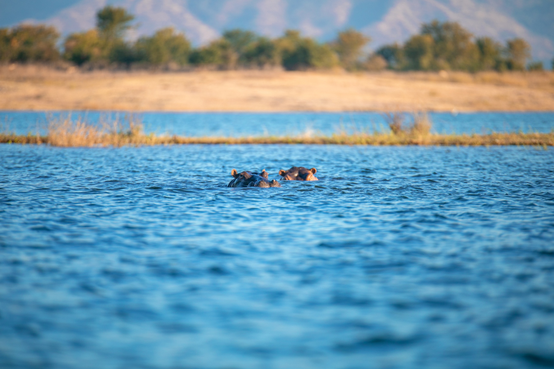 Hippos in Lake Kariba