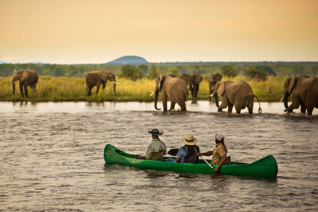 Elephants & the Delta