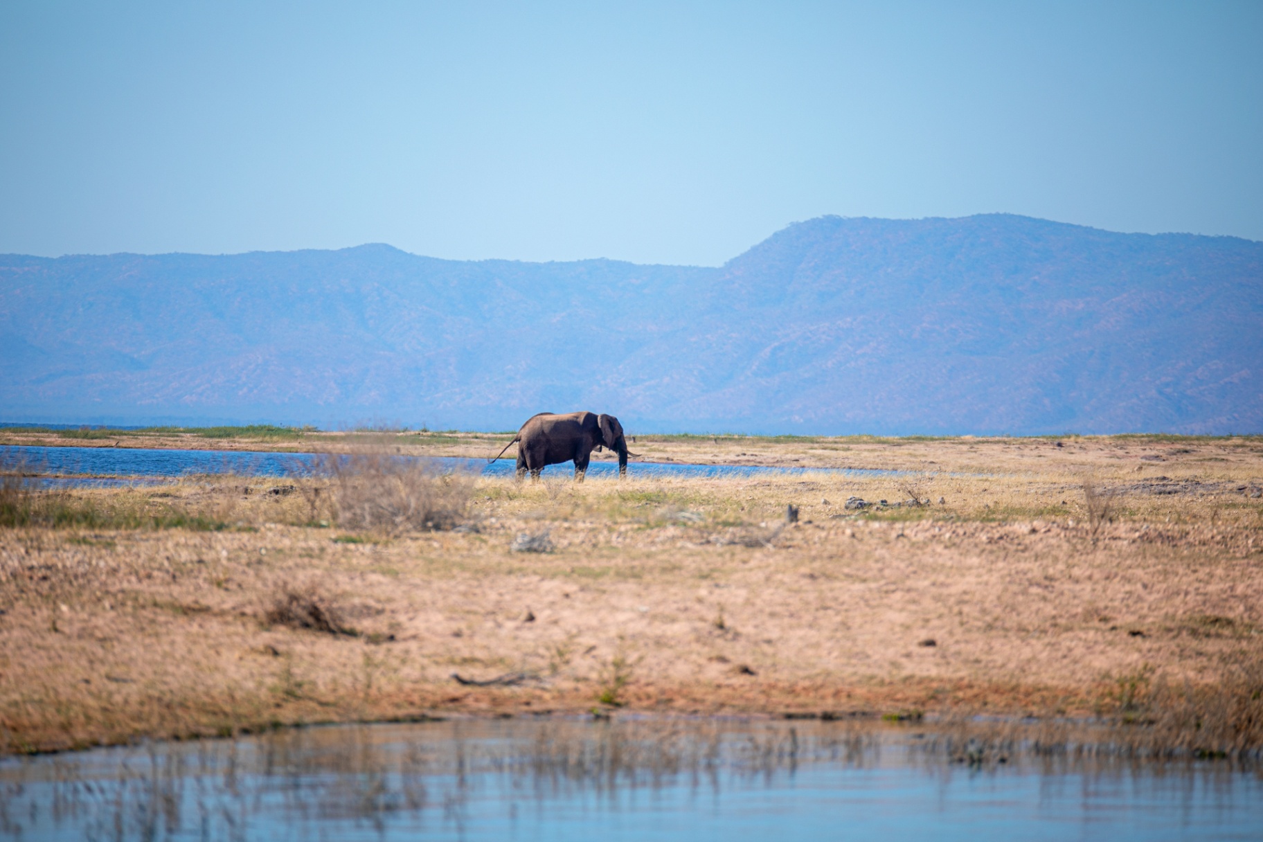 Elephant on the Kariba shore